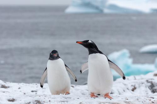 Penguins